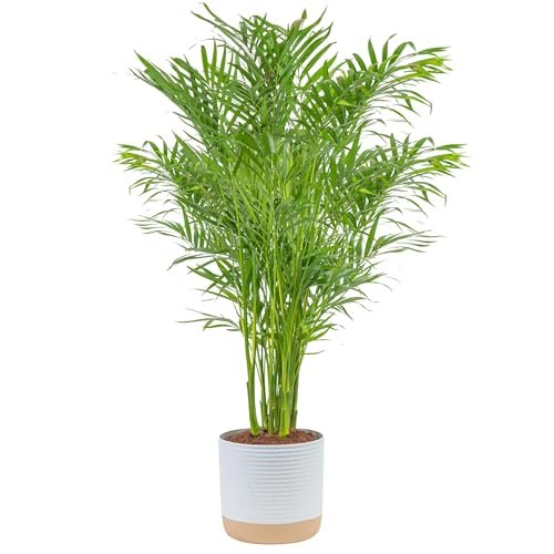 Best Big Plants for Indoors