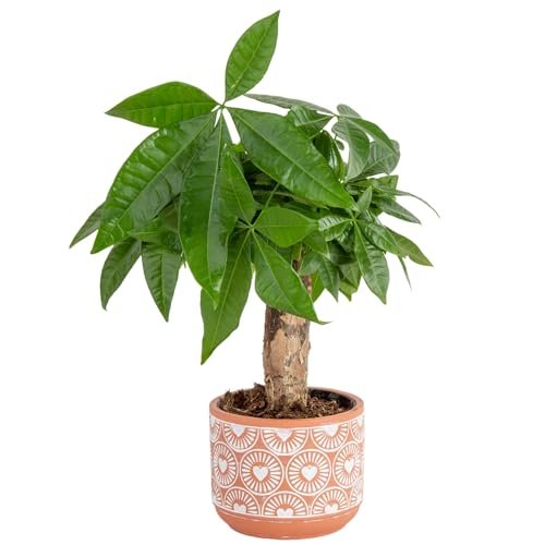 Best Indoor Plants for Air Quality