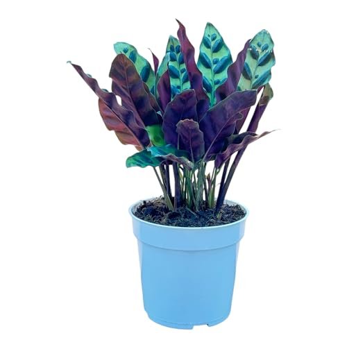 Best Indoor Plants for Allergies