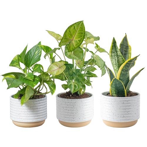 Best Indoor Plants for Clean Air