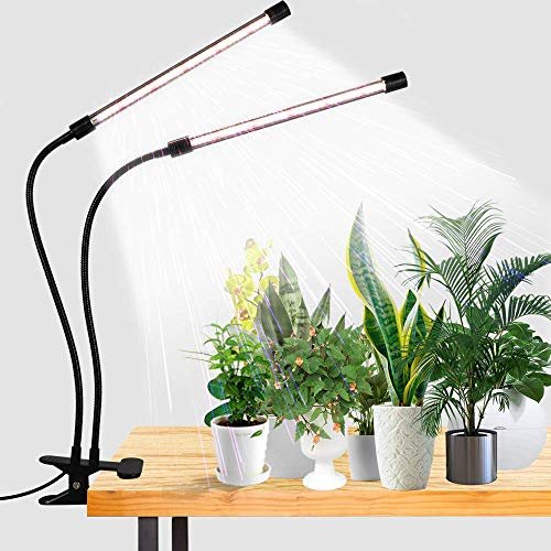 Best Lighting for Growing Indoor Plants