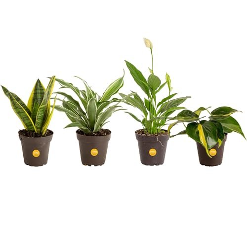 Best Plant for Indoor Air Quality