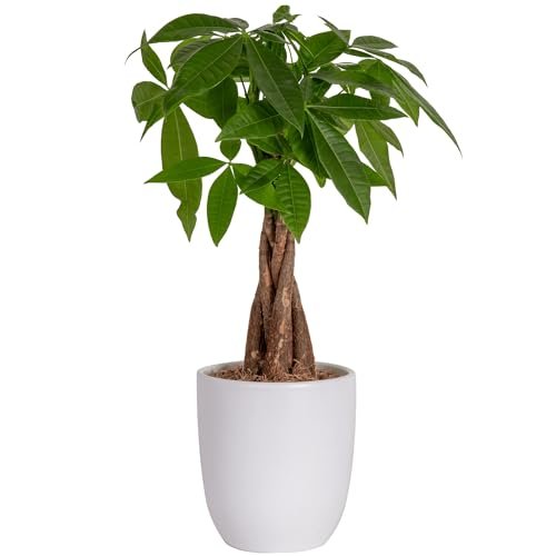 Best Plants for Indoor Pots