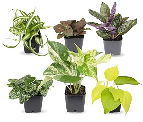 Best Plants for Indoors